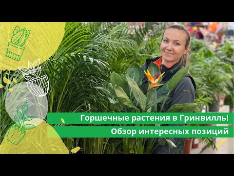 Видео: Горшечные растения в Гринвилль! Обзор интересных позиций