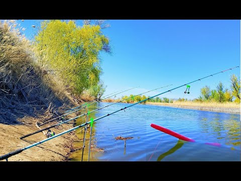 Видео: ЭТО ЧТО-ТО!!! САЗАНЫ! КАРАСИ НА ПОПЛАВОК И ДОНКИ! ТАКОЙ КЛЕВ 1 РАЗ В ЖИЗНИ.РЫБАЛКА НА УДОЧКУ И ДОНКИ