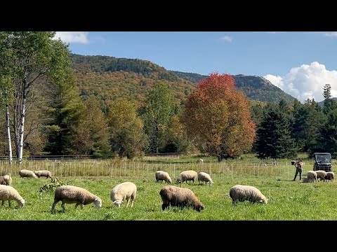 Видео: Секвестрация углерода на пастбищах и в почве