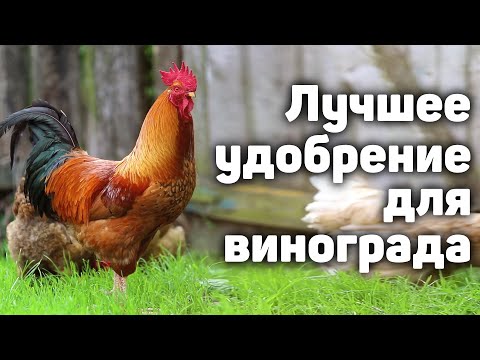 Видео: Лучшее удобрение для винограда!