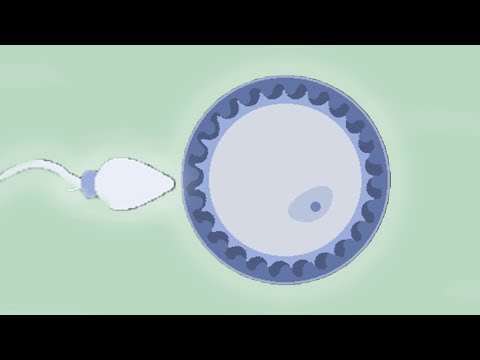 Видео: ВСЯ ЖИЗНЬ ЗА 10 МИНУТ