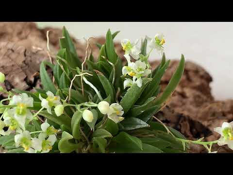 Видео: Zygostates alleniana, Pleurothallis grobyi и Pleurothallis tribuloides