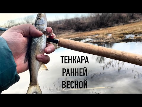 Видео: ТЕНКАРА x САМАЯ РАННЯЯ РЫБАЛКА С МУШКАМИ КЕБАРИ #116