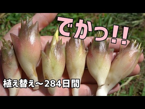 Видео: Я собрал много большого японского имбиря