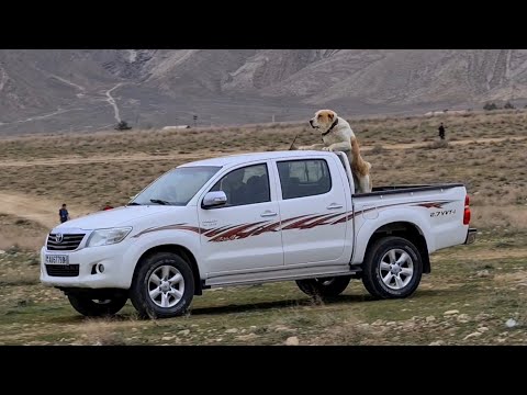Видео: Балканабад обзор чистопородных собак на их исконной Родине Туркмения - Алабай.