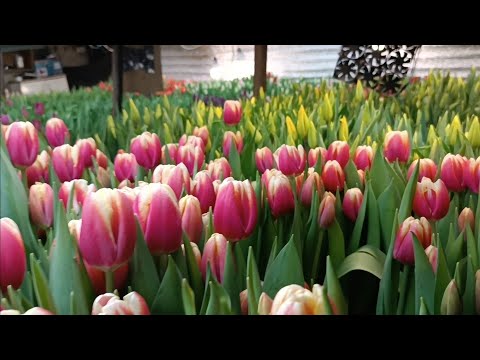 Видео: Выгонка тюльпанов 26.02.2025