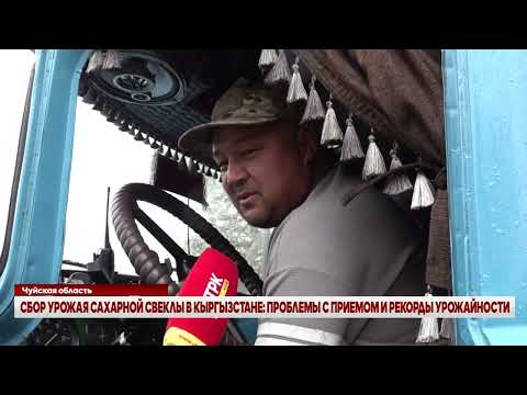 Видео: СБОР УРОЖАЯ САХАРНОЙ СВЕКЛЫ В КЫРГЫЗСТАНЕ: ПРОБЛЕМЫ С ПРИЕМОМ И РЕКОРДЫ УРОЖАЙНОСТИ