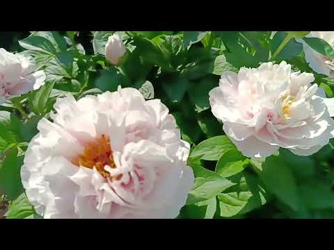 Видео: Пион Blushing princess (Блашинг Принцесс - краснеющая принцесса)/ Пионы Александры Спасской