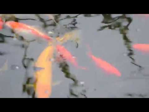 Видео: Пруд  на 8.5м3 в теплице 2 часть