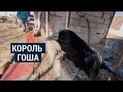 Видео: Король Гоша – говорящий ворон: история о дружбе между человеком и птицей
