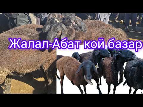 Видео: Жалал абат кой базар