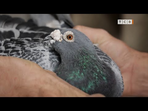 Видео: Почтовые голуби 21-го века
