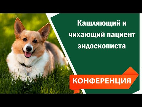 Видео: Лекция по ветеринарии - Кашляющий и чихающий пациент эндоскописта