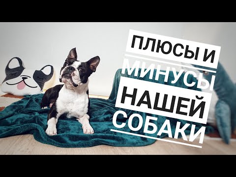 Видео: Плюсы и минус нашего Бостон-терьера/характеристики породы