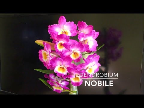 Видео: ДЕНДРОБИУМ уход в домашних условиях
