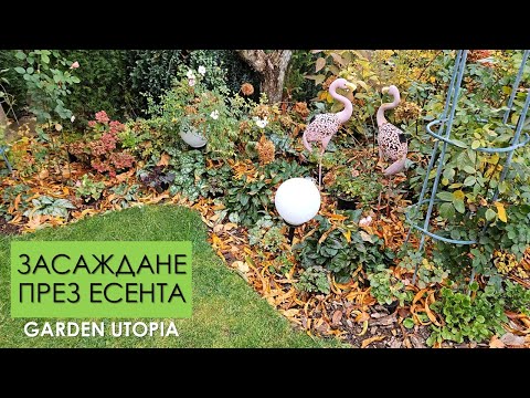 Видео: Засаждане на хости, брунера, хортензии и хойхери, местене на циклами