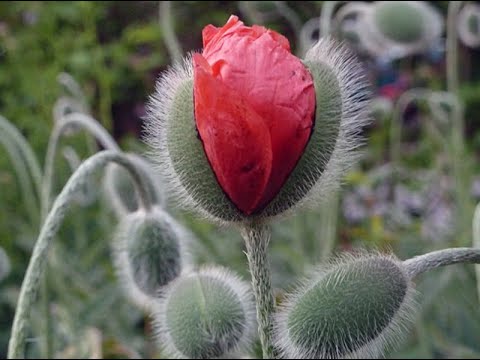 Видео: Валяем цветок мака МК