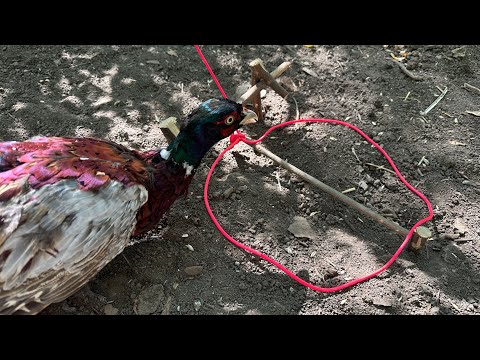 Видео: Как Работает Подъемная Петля, Ловушка на Фазана, Easy Bird Trap