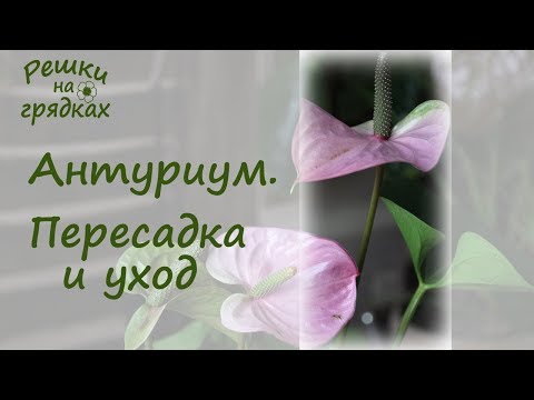 Видео: ЧТО НЕ ТАК с покупным антуриумом // Как ухаживать за антуриумом
