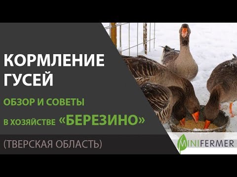 Видео: Чем кормить гусей? Рацион, суточные нормы, и другие секреты в хозяйстве Березино.