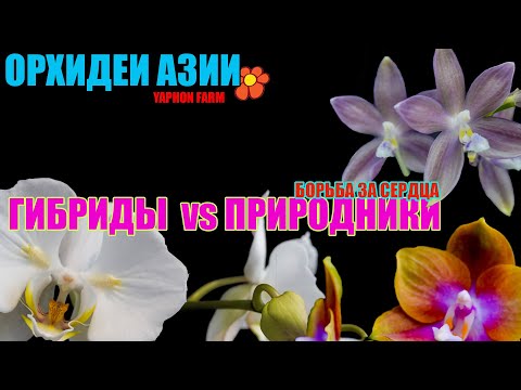 Видео: Незнакомые гибриды и проверенные временем сорта.