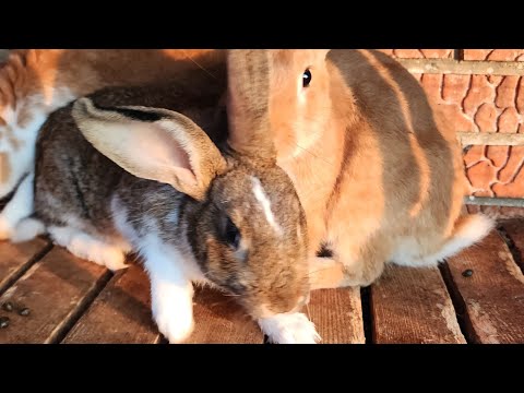 Видео: Дела этих дней.