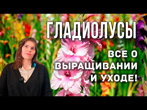 Видео: Новые сорта гладиолусов. Посадка и выращивание гладиолусов. Когда выкапывать гладиолусы.