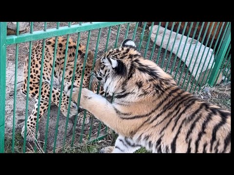 Видео: Тигренок решила подружиться с Леопардом ?или лучше Питбуль?)