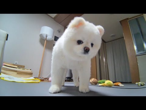 Видео: Я наблюдал собаку, оставленную дома одну, по видеокамере.