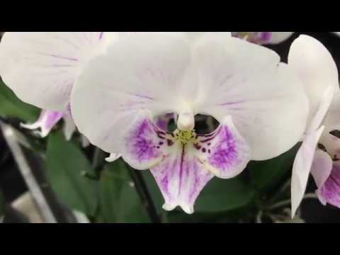 Видео: Шикарный выбор орхидей в Бауцентре в феврале.  Привезли Каменные розы