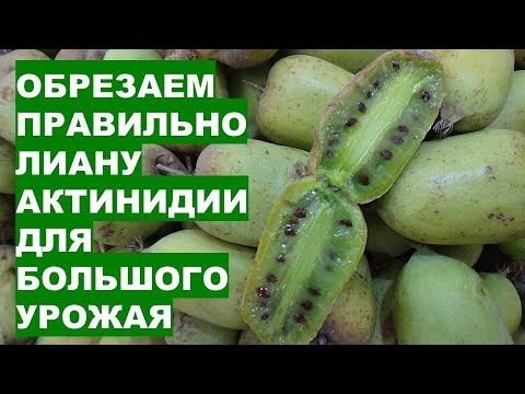 Видео: Обрезаем ПРАВИЛЬНО лиану АКТИНИДИИ для большого урожая витаминных ягод