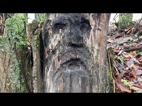 Видео: Бережниця