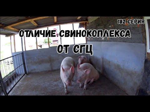 Видео: Отличие свинокоплекса  от СГЦ (селекционно-генетического центра) / где выгоднее купить поросят