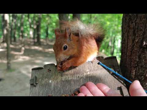 Видео: Белка крупным планом на кормушке 🤗 Squirrel in close-up on a feeder