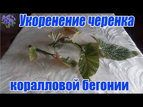 Видео: Укоренение черенка коралловой бегонии в воде