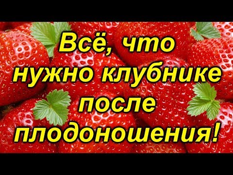 Видео: Клубника отплодоносила? Сделайте с ней так и урожай будет ещё больше!!!!!!