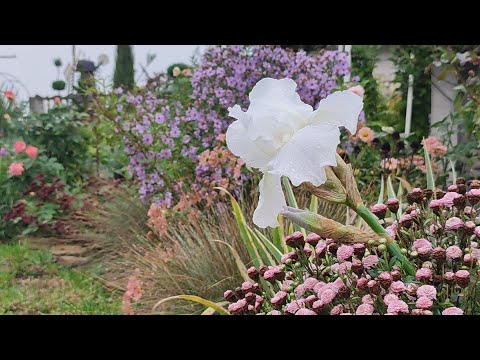 Видео: Осінь🍁. Садові турботи, догляд за трояндами, стрижка ялівців, формування дерев, осінній декор