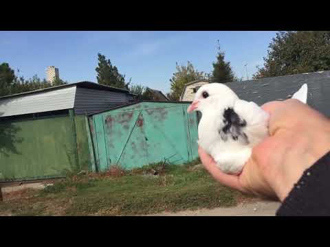 Видео: #Pigeons.Каких птенцов дают на самом деле хорошие голуби. 