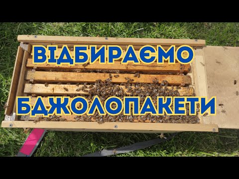 Видео: Перші в цьому сезоні бджолопакети (відводки). Відбір бджолопакетів
