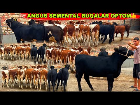 Видео: ANGUS SEMENTAL BUQALARNI OPTOM JOYI✅👍👍👍16 сентября 2025 г.