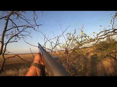 Видео: Открытие охоты 2023 охота на голубя