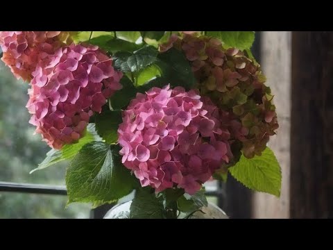 Видео: Подробный урок сборка гортензии из холодного фарфора/ рецепт холодного фарфора