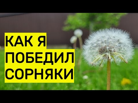 Видео: как я победил сорняки у себя на участке, в том числе 100 процентный способ избавиться от пырея