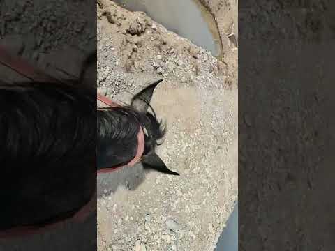 Видео: Балык чарбанын туура салынышы