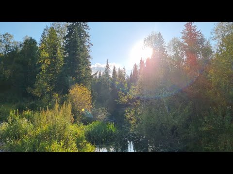 Видео: Лес Опята .Гуляю по лесу /Грибы 