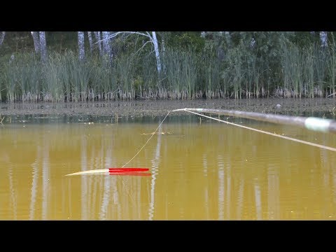 Видео: УДОЧКА ТРЕЩИТ! ЭТО ОГРОМНЫЙ КАРП на ПОПЛАВОК!? Рыбалка на КАРПА 2019