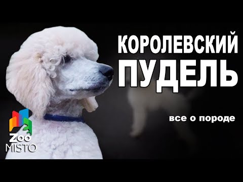 Видео: Королевский Пудель - Все о породе собаки | Собака породы - Королевский Пудель