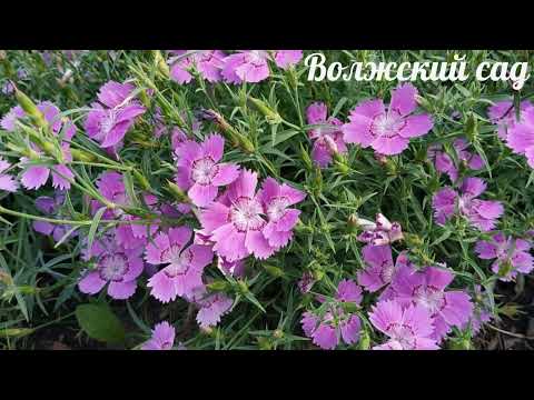 Видео: Гвоздика сильно удивила.  Посадите, всем советую!