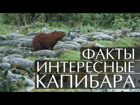 Видео: Капибара - интересные факты (Видео, Звуки, Фото)