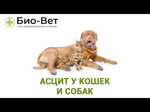 Видео: Асцит у кошек и собак. Ветеринарная клиника Био-Вет.